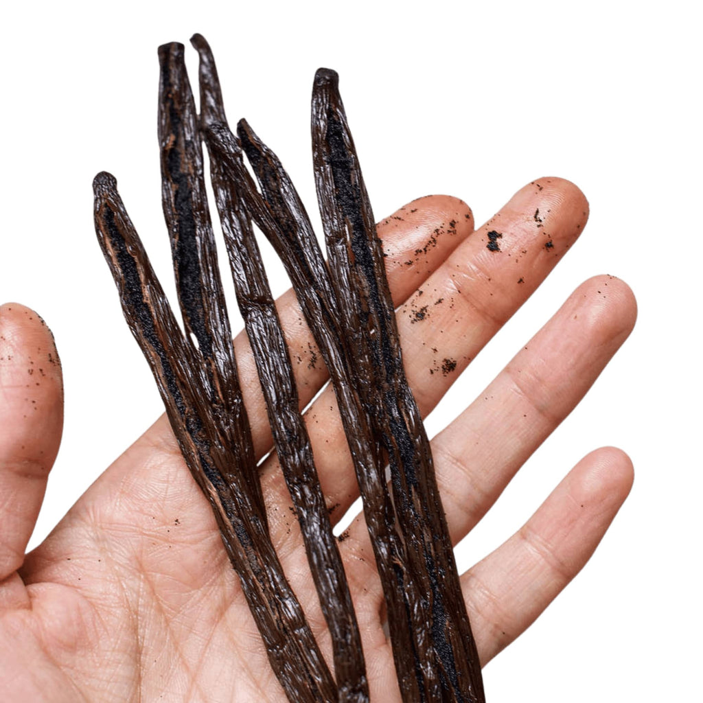 A hand holds several Gneiss Spice Gourmet Vanilla Pods - Certified Organic & Fair Trade from Madagascar, with loose seeds visible against a plain white background.